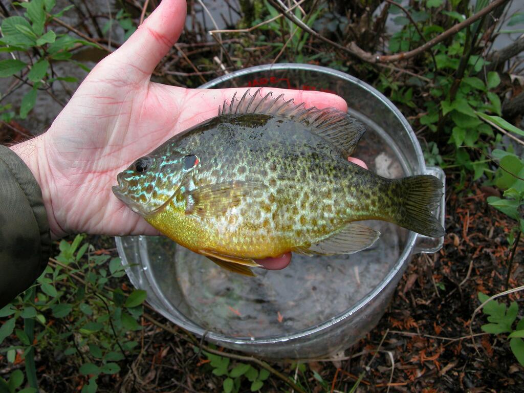 Lepomis gibbosus, Meech Lake, Quebec, 13 June 2003